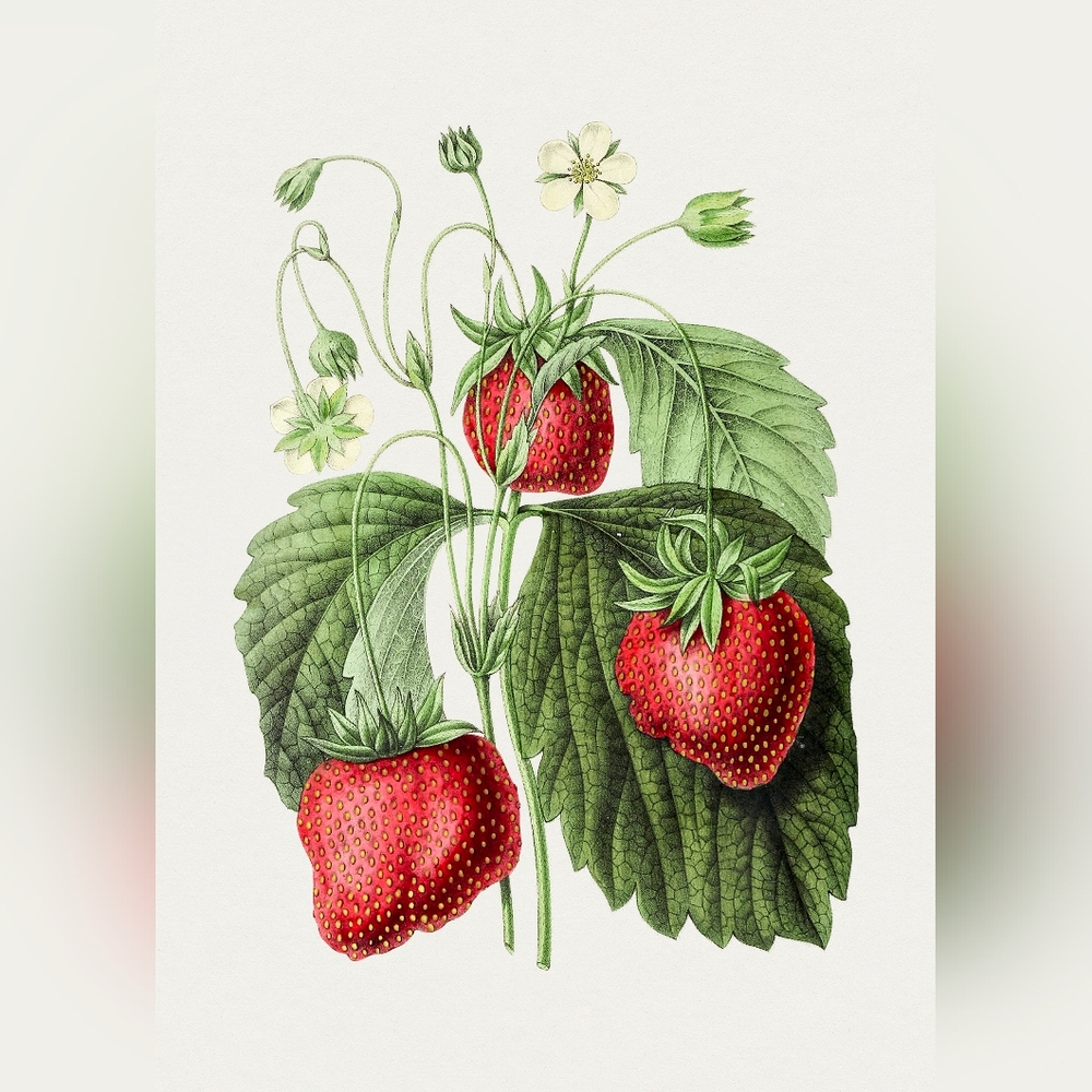 Botanical Strawberry Art Print